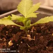 ETERNITY Grow Cup 2026 Bye Zamnesia 💚