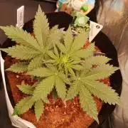 ETERNITY Grow Cup 2026 Bye Zamnesia 💚