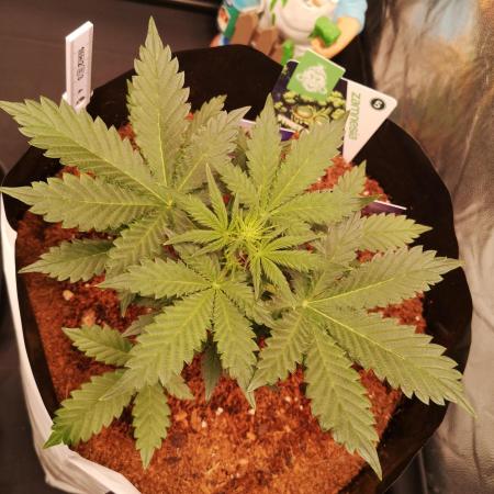 ETERNITY Grow Cup 2026 Bye Zamnesia 💚