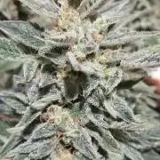 Chronik von DutchPassion