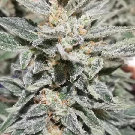 Chronik von DutchPassion