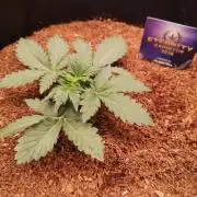 ETERNITY Grow Cup 2026 Bye Zamnesia 💚