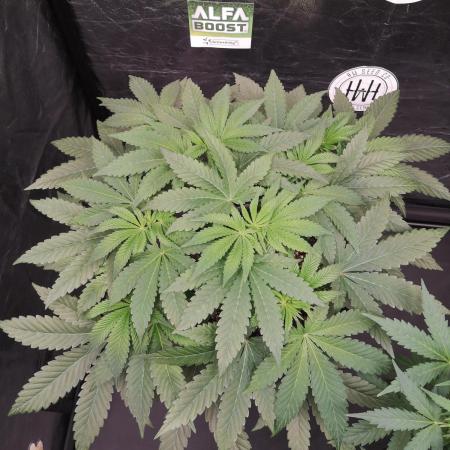 MeinGarten WildThai und WhiteTruffel