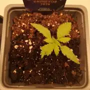 ETERNITY Grow Cup 2026 Bye Zamnesia 💚