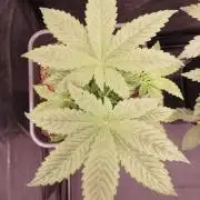 MeinGarten WildThai und WhiteTruffel