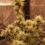 ETERNITY Grow Cup 2026 Bye Zamnesia 💚