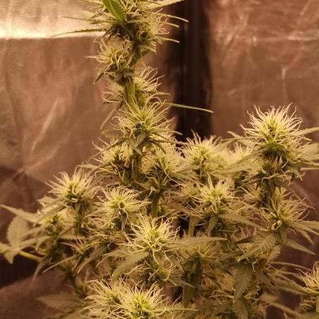 ETERNITY Grow Cup 2026 Bye Zamnesia 💚