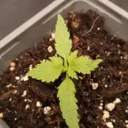 ETERNITY Grow Cup 2026 Bye Zamnesia 💚