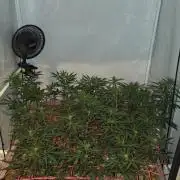 ACE once again. 3x Super Malawi Haze