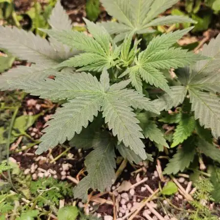 Green Poison SweetSeeds-ACE Zamaldelica