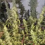 ACE Golden Tiger Thai dominant Living soil