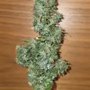 Neville's Haze