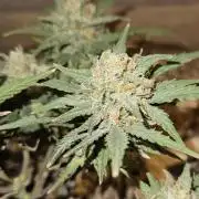Green Poison SweetSeeds-ACE Zamaldelica