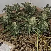 Green Poison SweetSeeds-ACE Zamaldelica