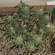 Green Poison SweetSeeds-ACE Zamaldelica