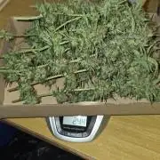 ACE once again. 3x Super Malawi Haze