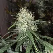 ACE once again. 3x Super Malawi Haze
