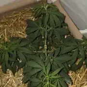 ACE once again. 3x Super Malawi Haze