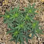 Green Poison SweetSeeds-ACE Zamaldelica