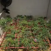 ACE once again. 3x Super Malawi Haze