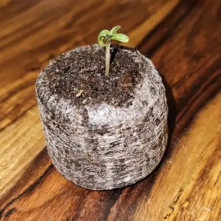 Green Poison FV Sweet Seeds