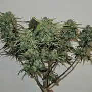Green Poison SweetSeeds-ACE Zamaldelica