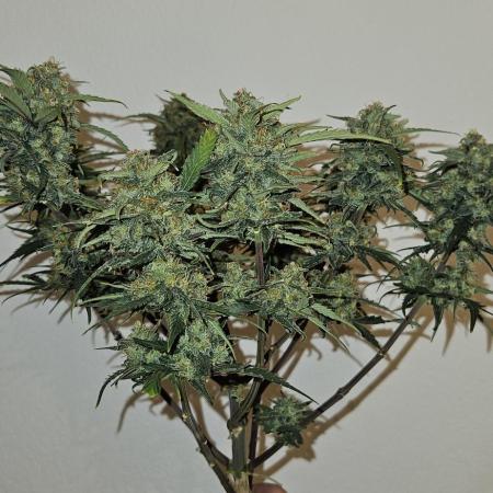 Green Poison SweetSeeds-ACE Zamaldelica