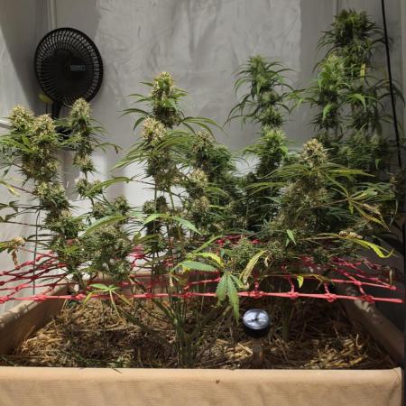 ACE once again. 3x Super Malawi Haze