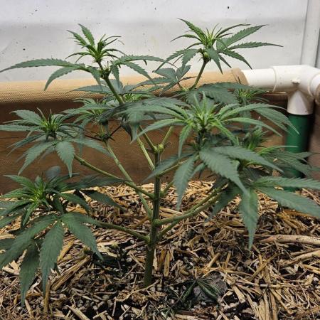 Green Poison SweetSeeds-ACE Zamaldelica