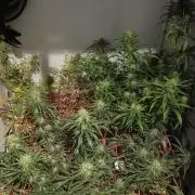 ACE once again. 3x Super Malawi Haze