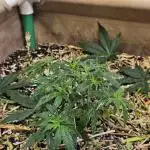 Green Poison SweetSeeds-ACE Zamaldelica