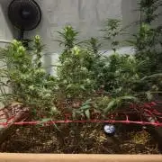 ACE once again. 3x Super Malawi Haze