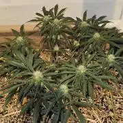 Green Poison SweetSeeds-ACE Zamaldelica