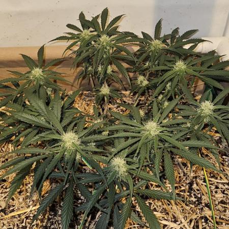 Green Poison SweetSeeds-ACE Zamaldelica