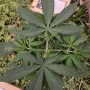 ACE once again. 3x Super Malawi Haze