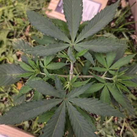 ACE once again. 3x Super Malawi Haze