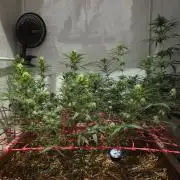 ACE once again. 3x Super Malawi Haze