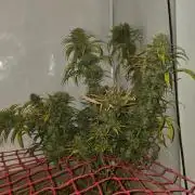 ACE once again. 3x Super Malawi Haze
