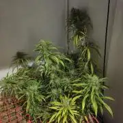 ACE once again. 3x Super Malawi Haze