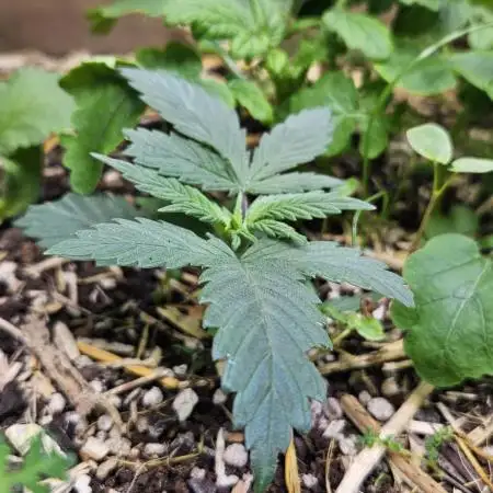 Green Poison SweetSeeds-ACE Zamaldelica