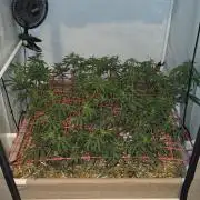 ACE once again. 3x Super Malawi Haze
