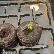 Zamnesia GG#4