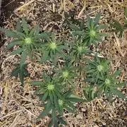 Green Poison SweetSeeds-ACE Zamaldelica