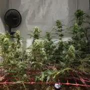 ACE once again. 3x Super Malawi Haze