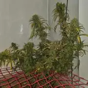 ACE once again. 3x Super Malawi Haze