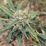 Green Poison SweetSeeds-ACE Zamaldelica
