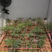 ACE once again. 3x Super Malawi Haze
