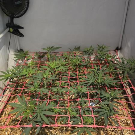 ACE once again. 3x Super Malawi Haze