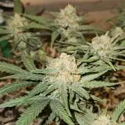 Green Poison SweetSeeds-ACE Zamaldelica