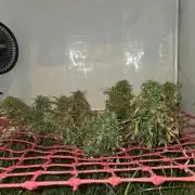 Neville's Haze